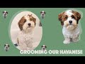 Grooming our Havanese Puppy