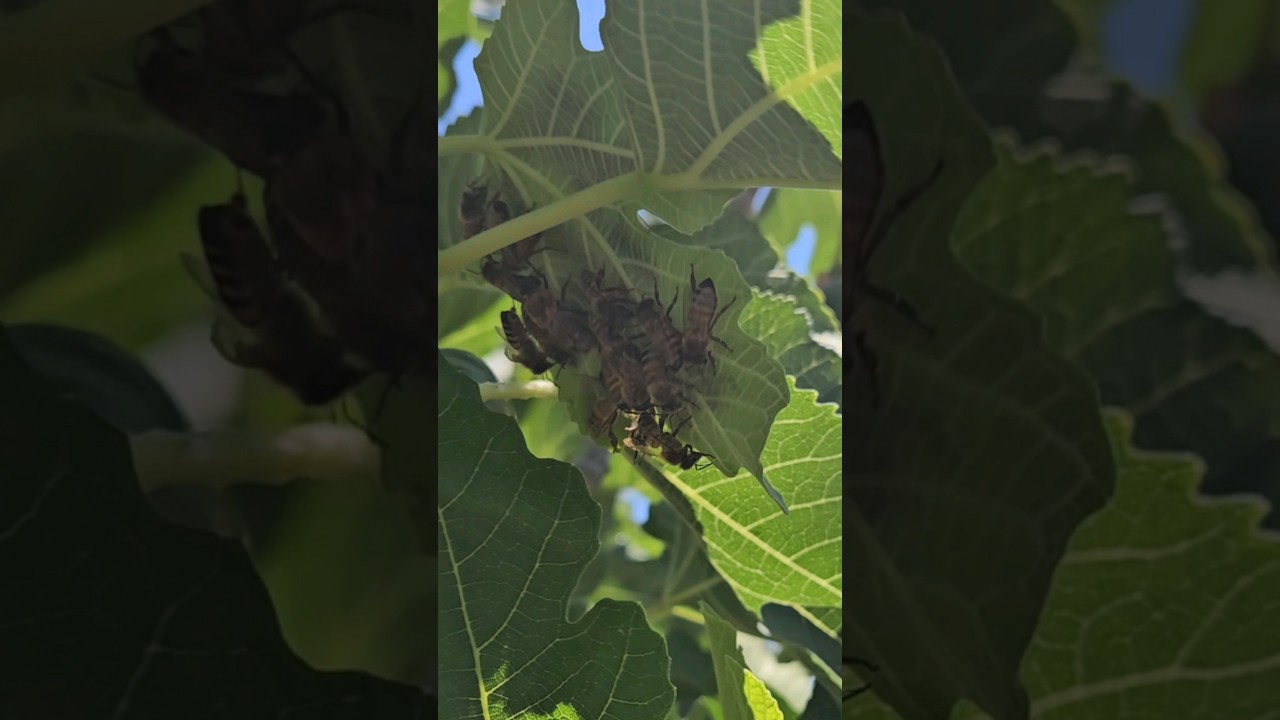 Bees Flock to Fig Tree in Distress, Here's Why