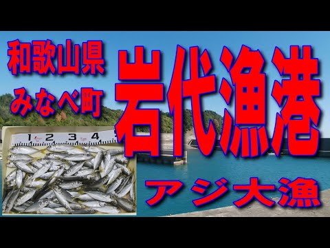 #41和歌山県みなべ町岩代漁港アジ大漁アジ入れ食いクーラーボックス３から４個満杯に出来ますきれいな漁港イガミ釣り波止が低いので安全ファミリー家族連れサビキ釣りに良い堤防アジング釣りポイント釣りスポット