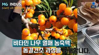 [엠지산업 동결건조기] 비타민나무 열매 농축액 동결건조