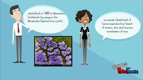 Staphylococcus aureus