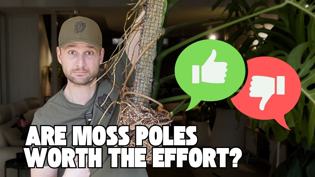 Moss Poles: YES or NO - let's settle this debate - YouTube