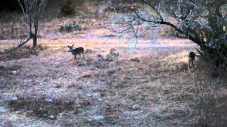 Melanistic Deer