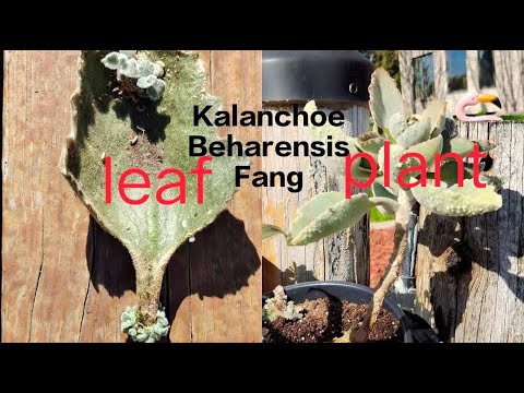 Kalanchoe Beharensis Fang succulent habitats, caring, propagation, fertilizing,growing