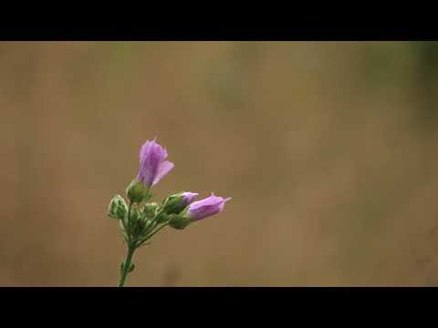 Video: Slez Pižmový (33 Fotografií): Popis Viacročného Bieleho Kvetu, Výsadba A Starostlivosť Na Otvorenom Poli