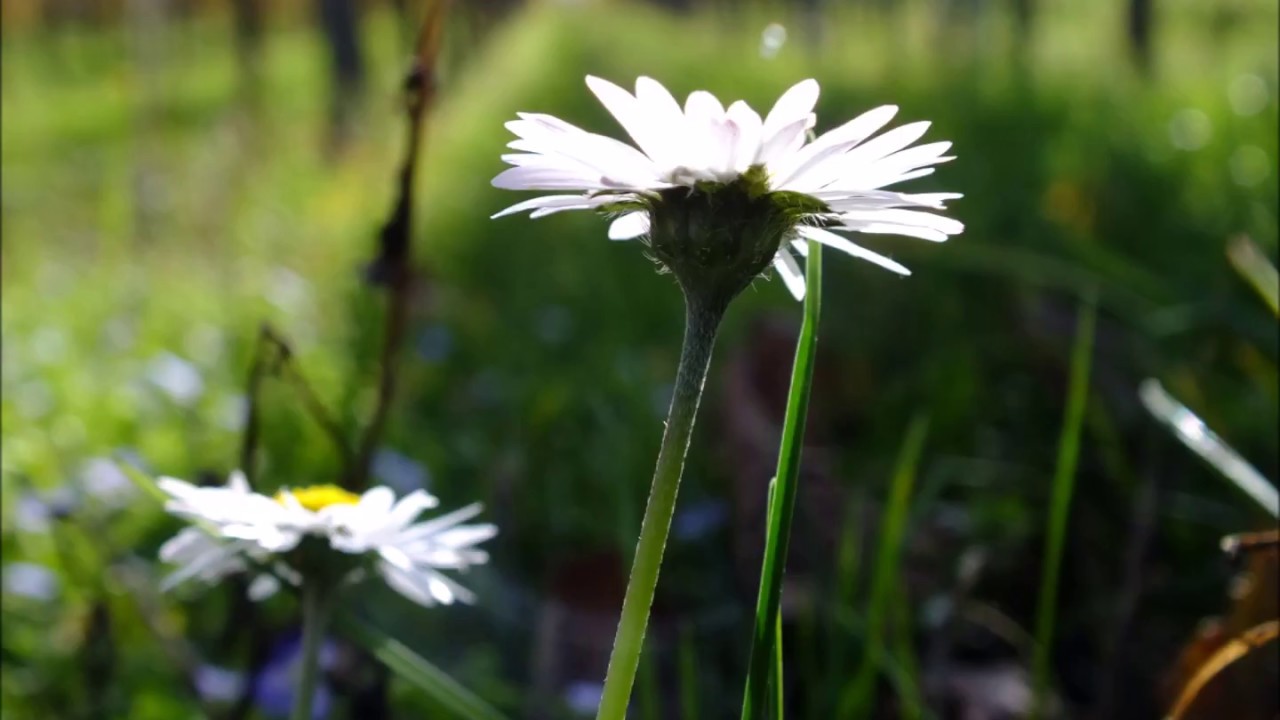 Wunder Natur Weinberge rund um Kleine Kalmit Pfalz  Fotografie Video by Ingrid Röhrl
