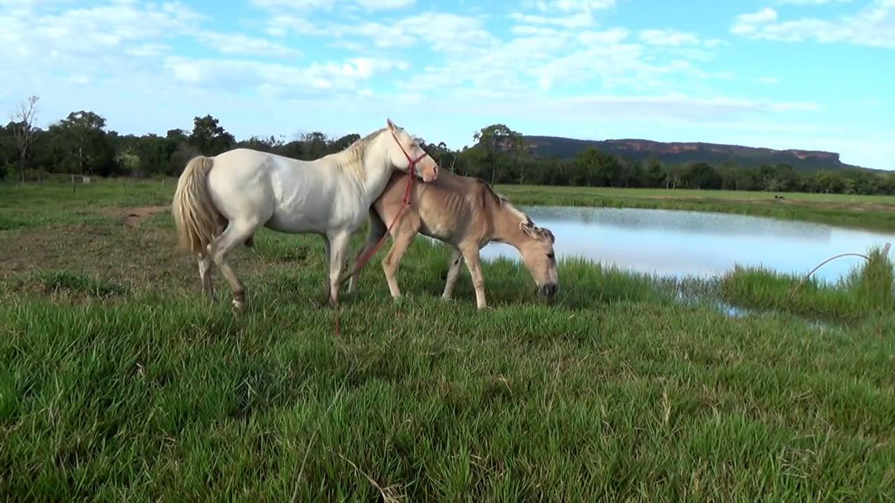 שנייה חווה חזק, סוס קרבות פרד ישן, הזדווגות טבעית, סוסים, - YouTube 