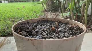 Germine un árbol de mango #mango #germinar