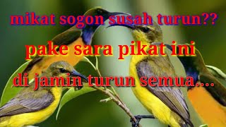 Mikat sogon susah turun?? Pake Suara pikat burung sogon ini di jamin turun semua