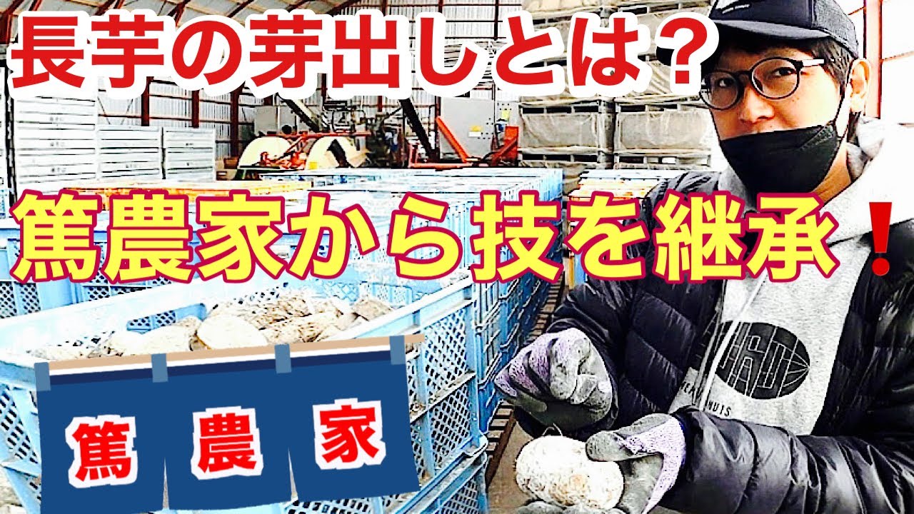 【長芋】種切り【長いも】準備 長芋種子管理の方法を篤農家に聞きに行く