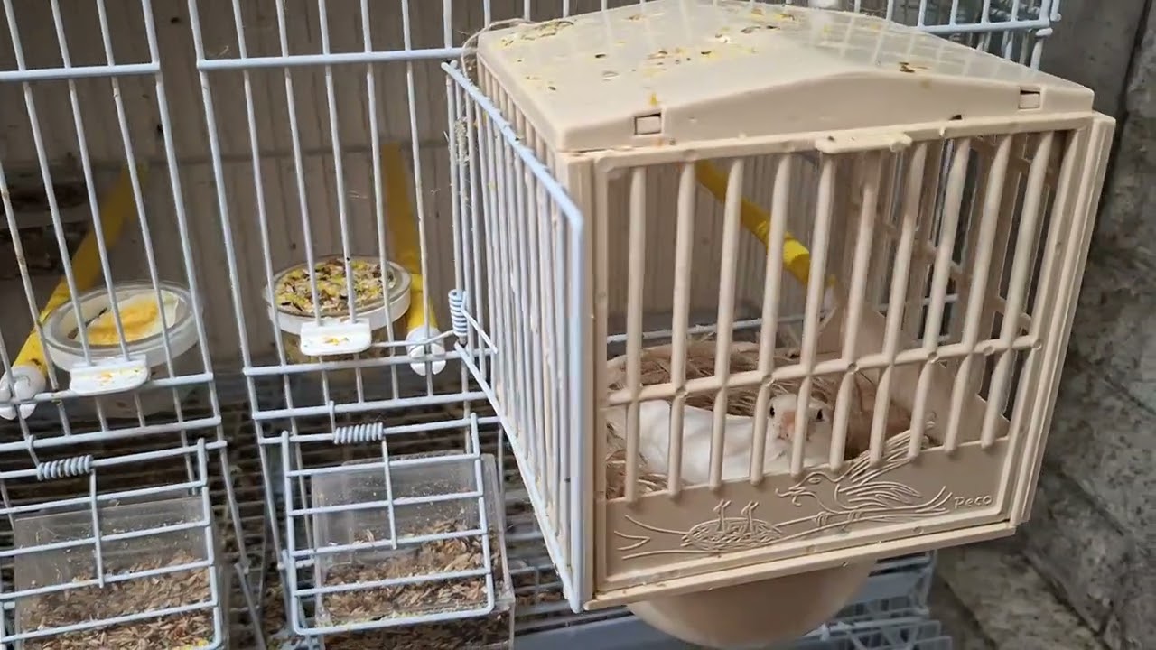 Sotos The Birds:Malinois Waterslager Canary Sotiris Nikologiannis ES342 Εκτροφείο 2026...