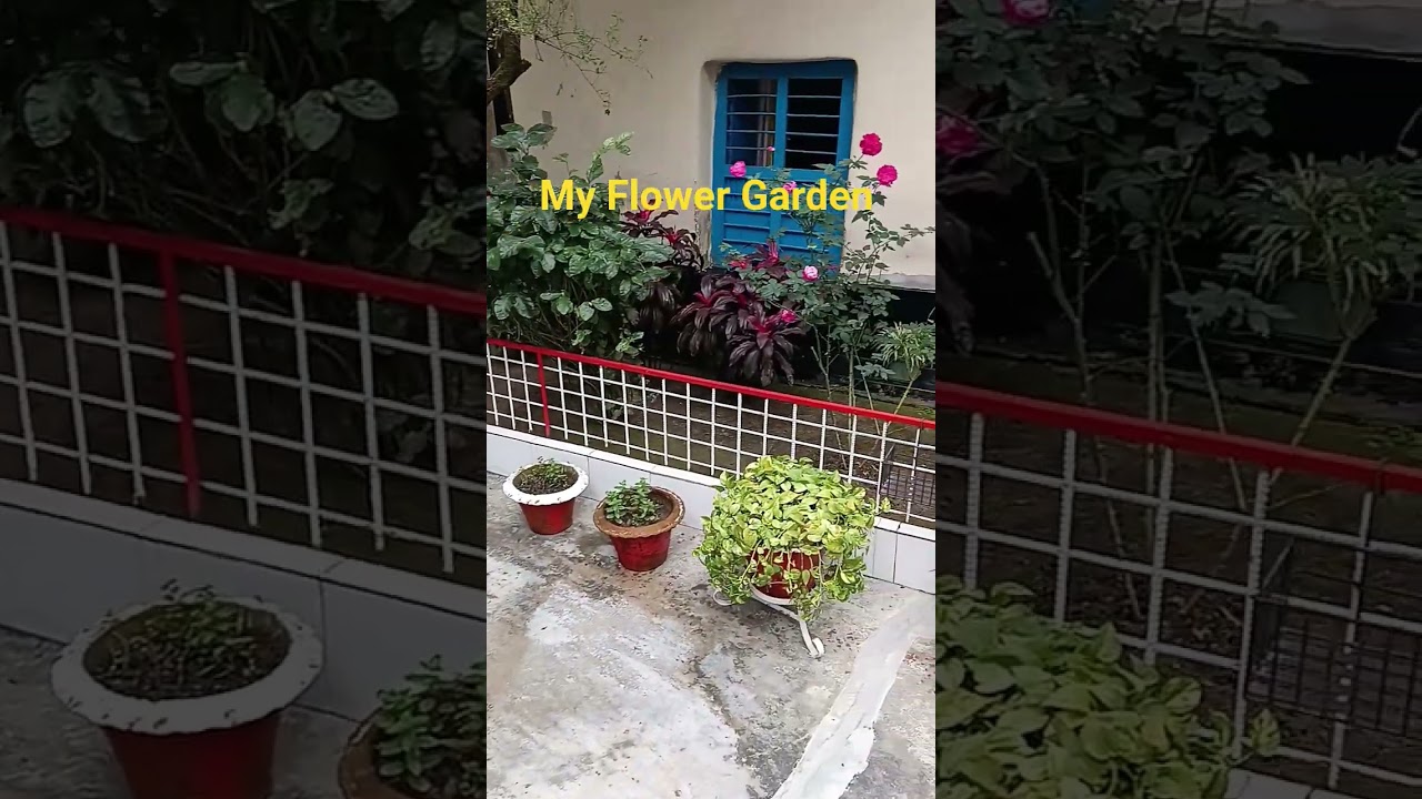 আমার ফুল বাগান | My Flower Garden