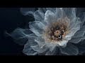Ethereal Translucent Flower Bloom Loop 4K