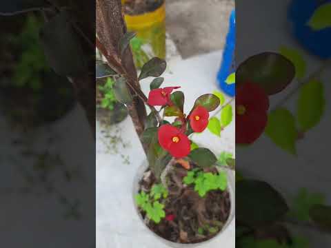 Video: The most beautiful Euphorbia flower: care and photo