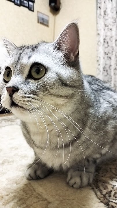Все ждут моего звонка #cat #юмор #кот #смешнойкот #прикол #кошка # ...
