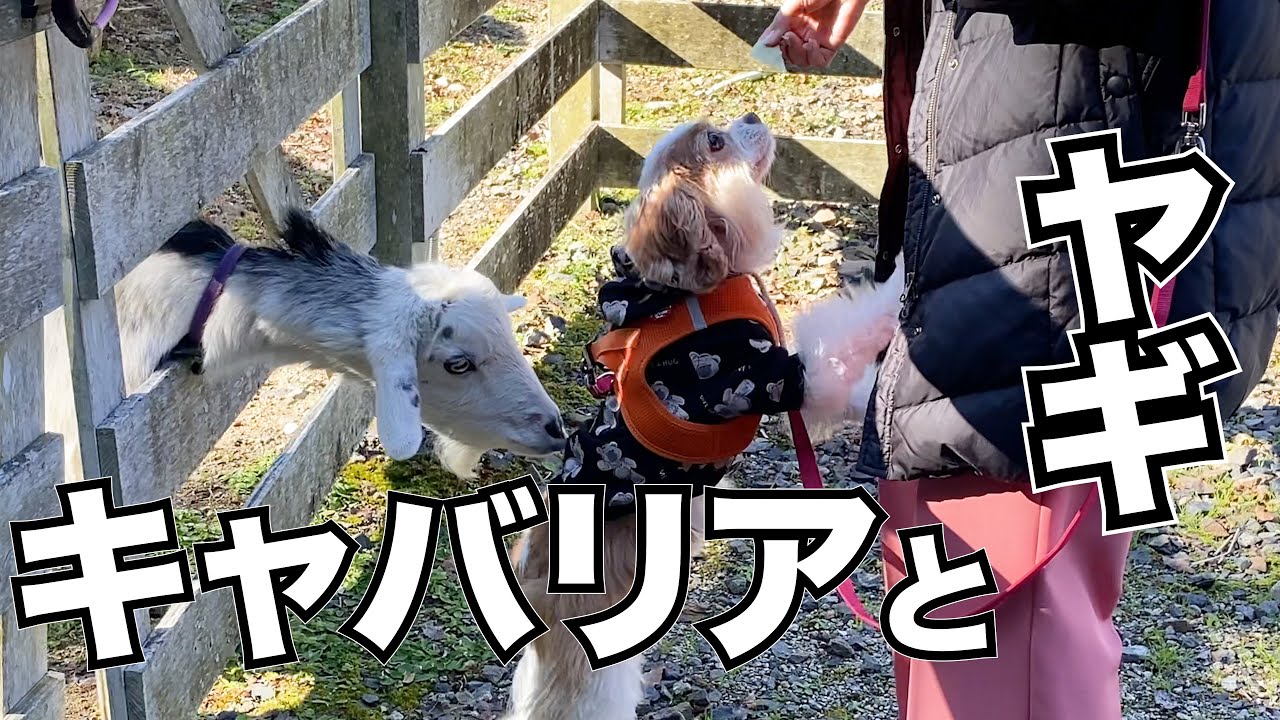 【新年恒例】小型犬とお寺参りして、ヤギと遊んできた
