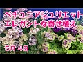 パープル系エレガントな寄せ植え　#プランツギャザリング