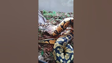 Ball Python Feeding 2 #Shorts #ballpython #reptile