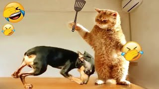 Funniest Cats  New Funny Catss 2024