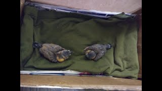Celebrity Two hand feeding baby Java finch and only three left in the nest. Wealth