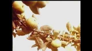Asturias, la tierra de Sidra El Gaitero. Spot publicitario.
