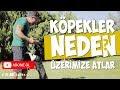 Köpekler Neden Üzerimize Atlar