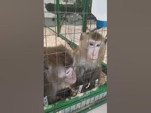 Яванские макаки на выставке - YouTube