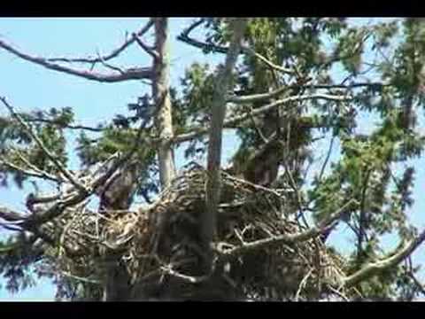 BALD EAGLES 3 YOUNG EAGLETS FLAPPING IN THE NEST,S...