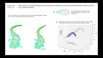 Simulation of Trypanosome Motion Using Multi-Particle Collision Dynamics and...