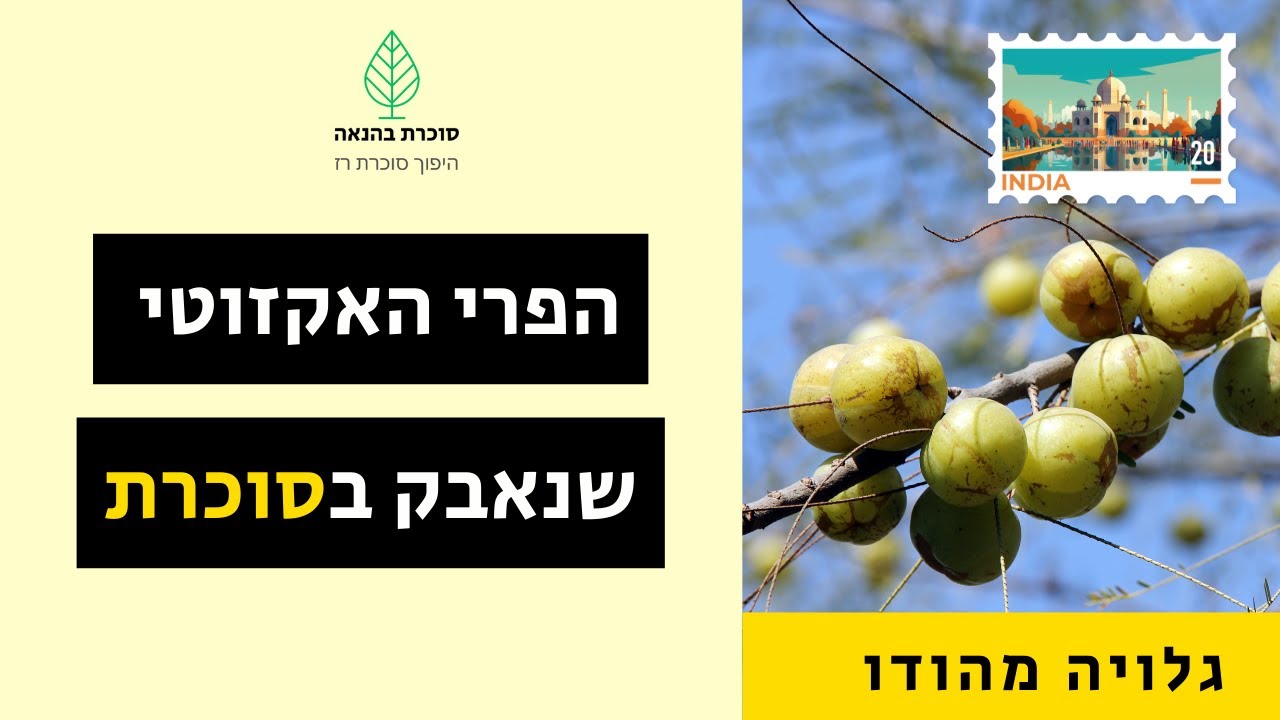 אמלה - תרופה טבעית לסוכרת - YouTube