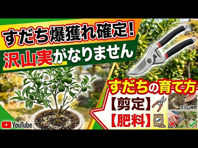 すだちの育て方】3月にやらないと沢山実がなりません！剪定と肥料
