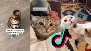 cat tik tok compilation