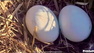Afternoon Close Ups with the Eggs (Nov. 16, 2024)