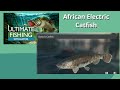 Catching the electric catfish  ultimate fishing simulator 2020