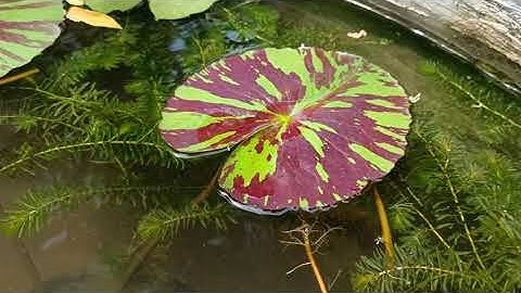 SAU 1 THÁNG BÓN PHÂN LẠI CHO CÂY HOA SÚNG TRONG HỒ XI MĂNG NUÔI CÁ SONG HUYẾT KIẾM SWALLOW