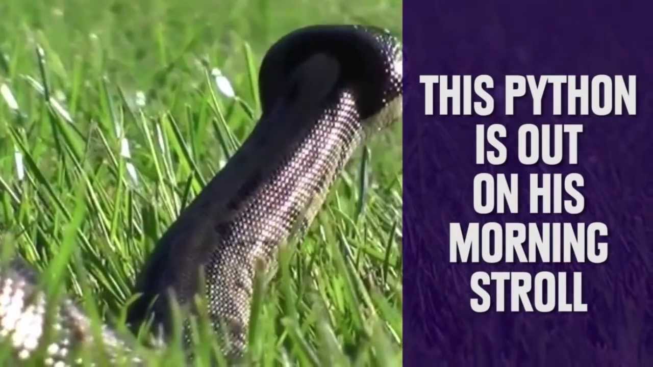 7 Weirdly Awesome Pets You Can Own - YouTube