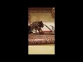 Cat with hangover Mp3 Song