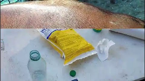 CIDR Protocol for Cattle