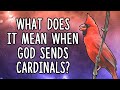 What Does It Mean When God Sends Cardinals | Cardinal Spirit Animal