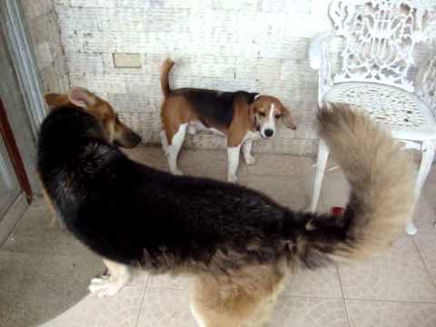 beagle VS german shepherd - YouTube