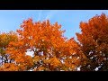 Осень. Осенние Деревья. Осенняя Листва. Красивая Осень. Осенние Краски. Футажи для видеомонтажа