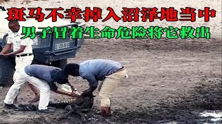 小斑马不幸掉入沼泽，男子冒着生命危险将它救出，结局令人暖心 by 清风说趣 2 views 3 months ago 1 minute, 11 seconds