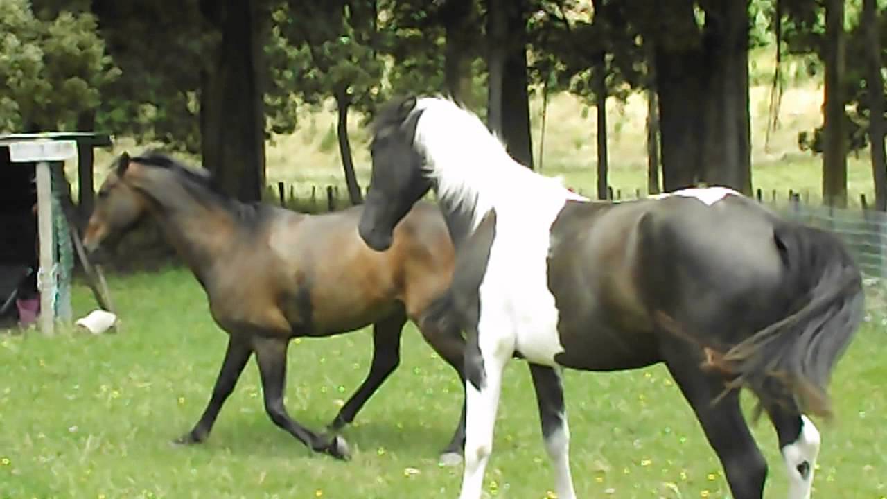 How my horses greet each other YouTube