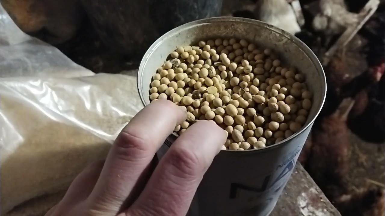 Как давать сою или соевый шрот ? - YouTube