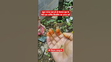 एक बहुत ज्यादा कष्ट है तो बेलपत्र वृक्ष के नीचे करें उपाय #pradeepmishra #upay #mahadev #bholenath