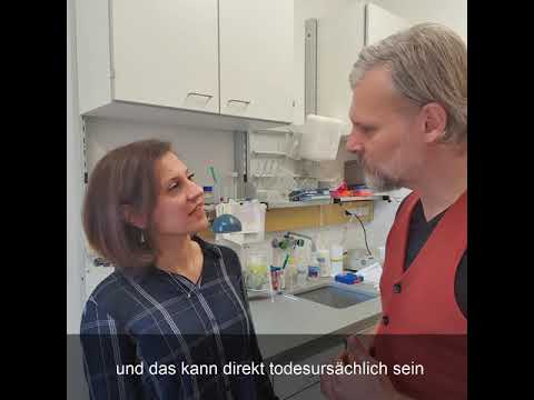 Video: Was ist Kachexie Xyloporosis – Erfahren Sie mehr über Xyloporosis Kachexie von Zitrusbäumen