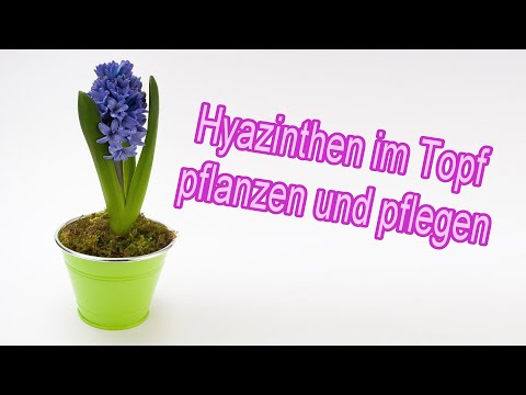 Video: Kann ich Hyazinthen drinnen anbauen?