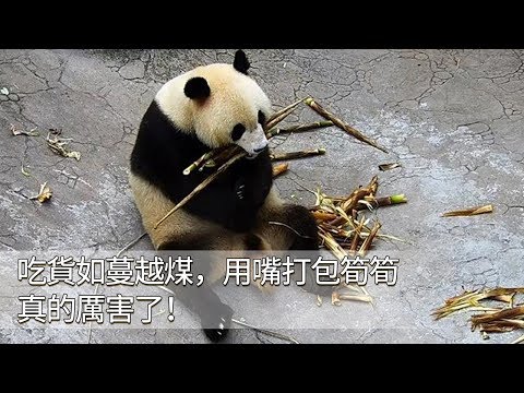 《熊貓早晚安》吃貨如蔓越煤，用嘴打包筍筍真的厲害了！ | iPanda