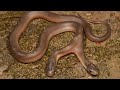 Descubren una extraña especie de serpiente de dos cabezas en Sudáfrica