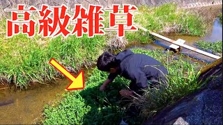 高級な草が近所の川に生えてるってホント？？